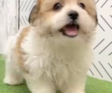 Havachon Puppies For Sale Windy City Pups